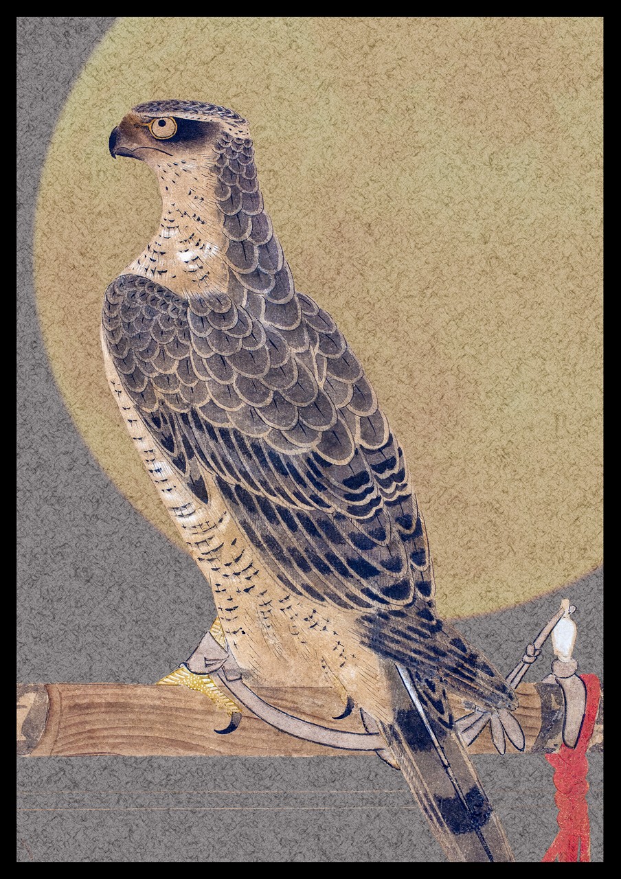 Moonlit Hawk 2